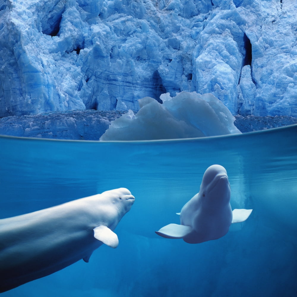 Posterazzi Belugas Underwater WView Of Glacier Composite Canvas Art - John Hyde Design Pics (24 x 24)