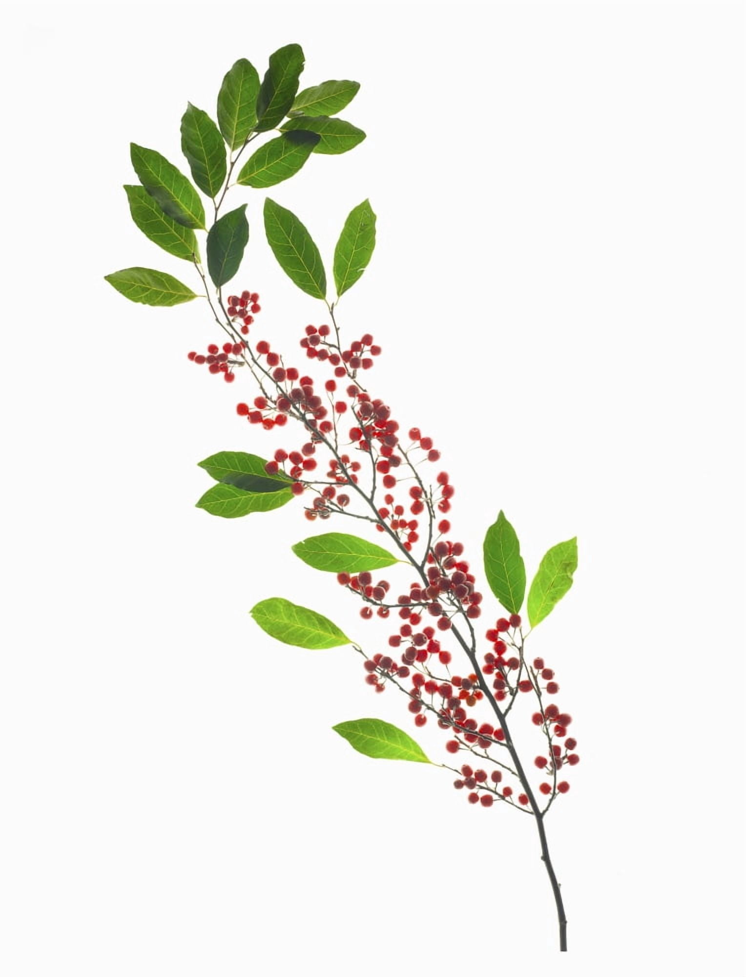 Posterazzi Berries On A Stem Against A White Background Canvas Art - Eric Kulin Design Pics (26 x 34)