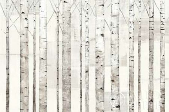 Posterazzi Birch Trees on White Canvas Art - Avery Tillmon (24 x 36)