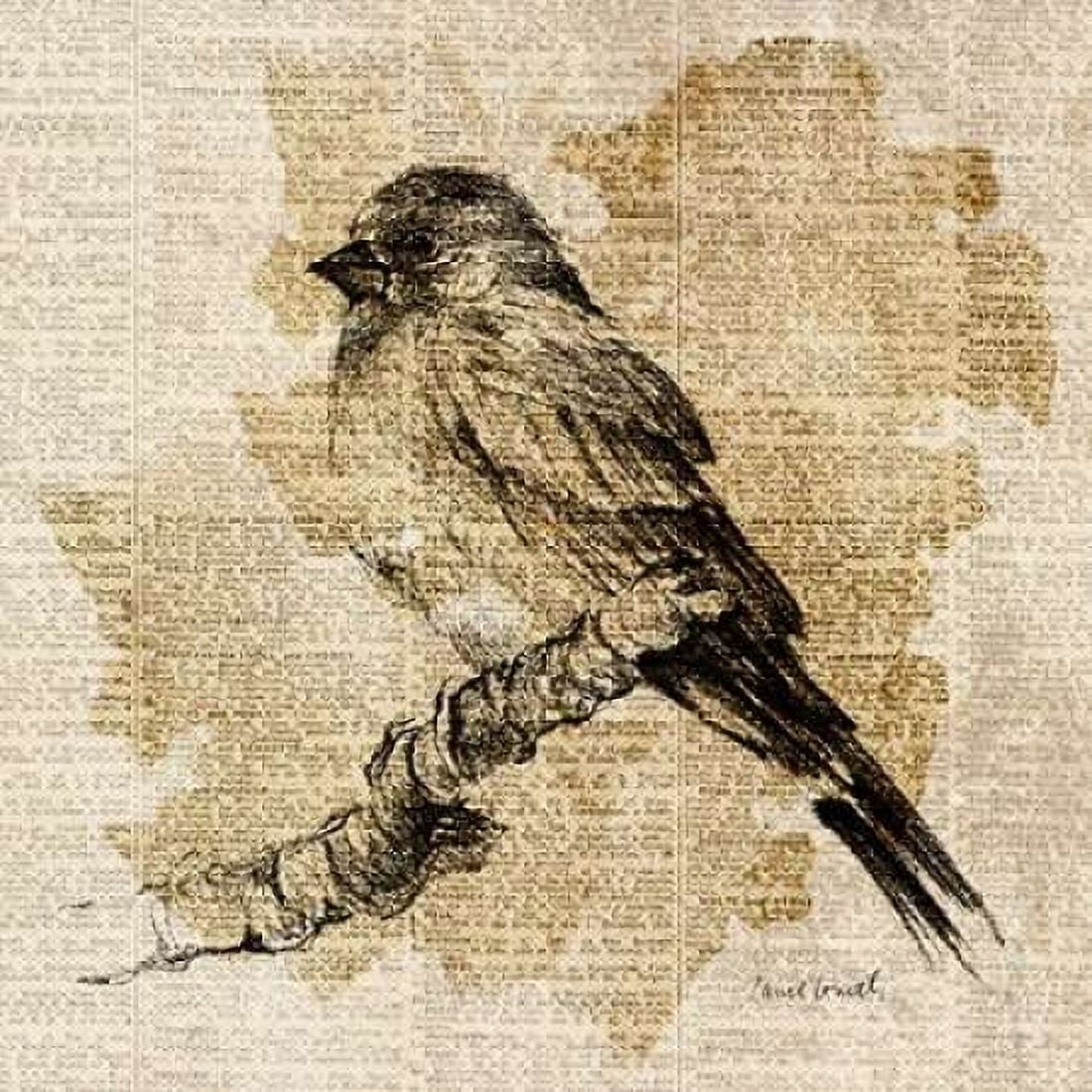 Posterazzi Bird Study I Canvas Art - Lanie Loreth (24 x 24)