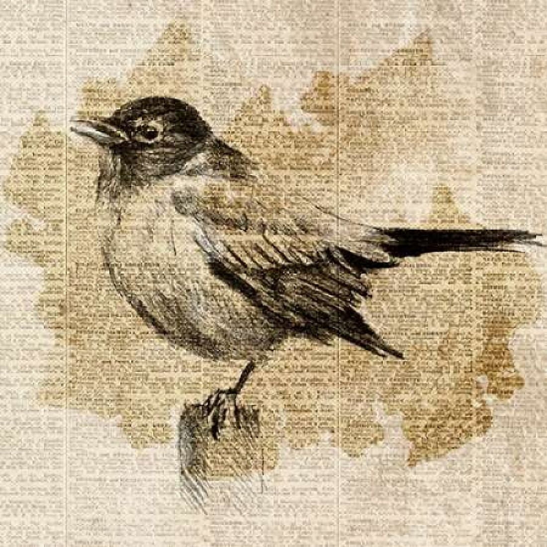 Posterazzi Bird Study II Canvas Art - Lanie Loreth (24 x 24)