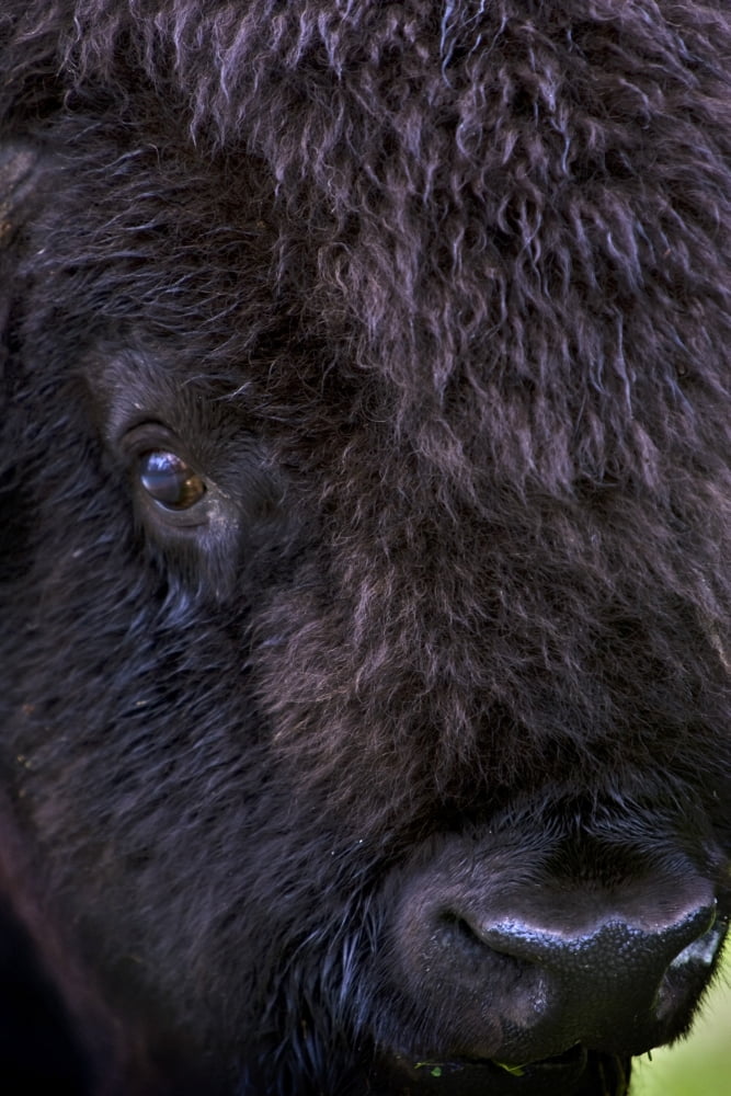 Posterazzi Bison Close Up Canvas Art - Richard Wear Design Pics (24 x 36)