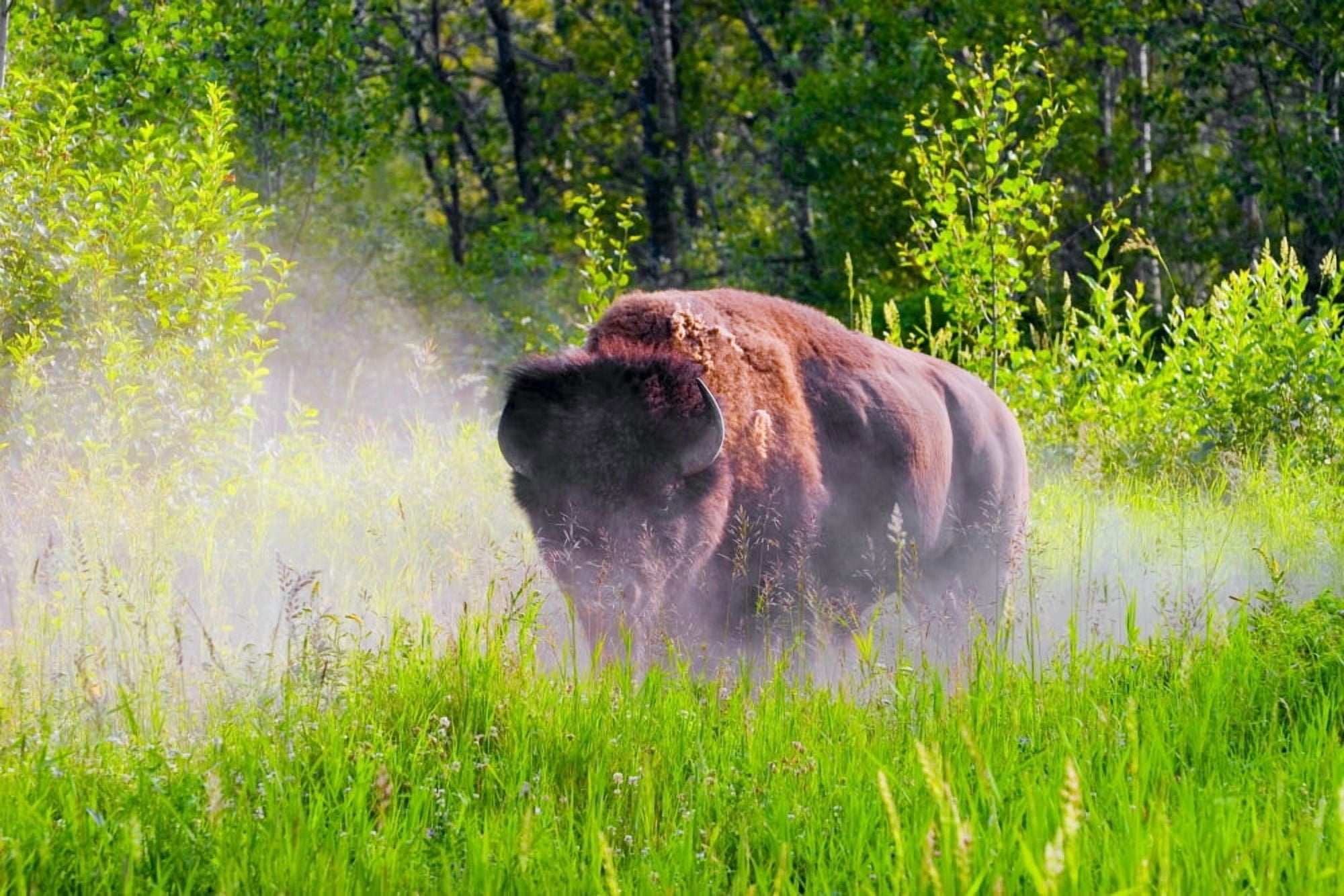Posterazzi Bison Pawing The Dirt Canvas Art - Don Hammond Design Pics (34 x 22)