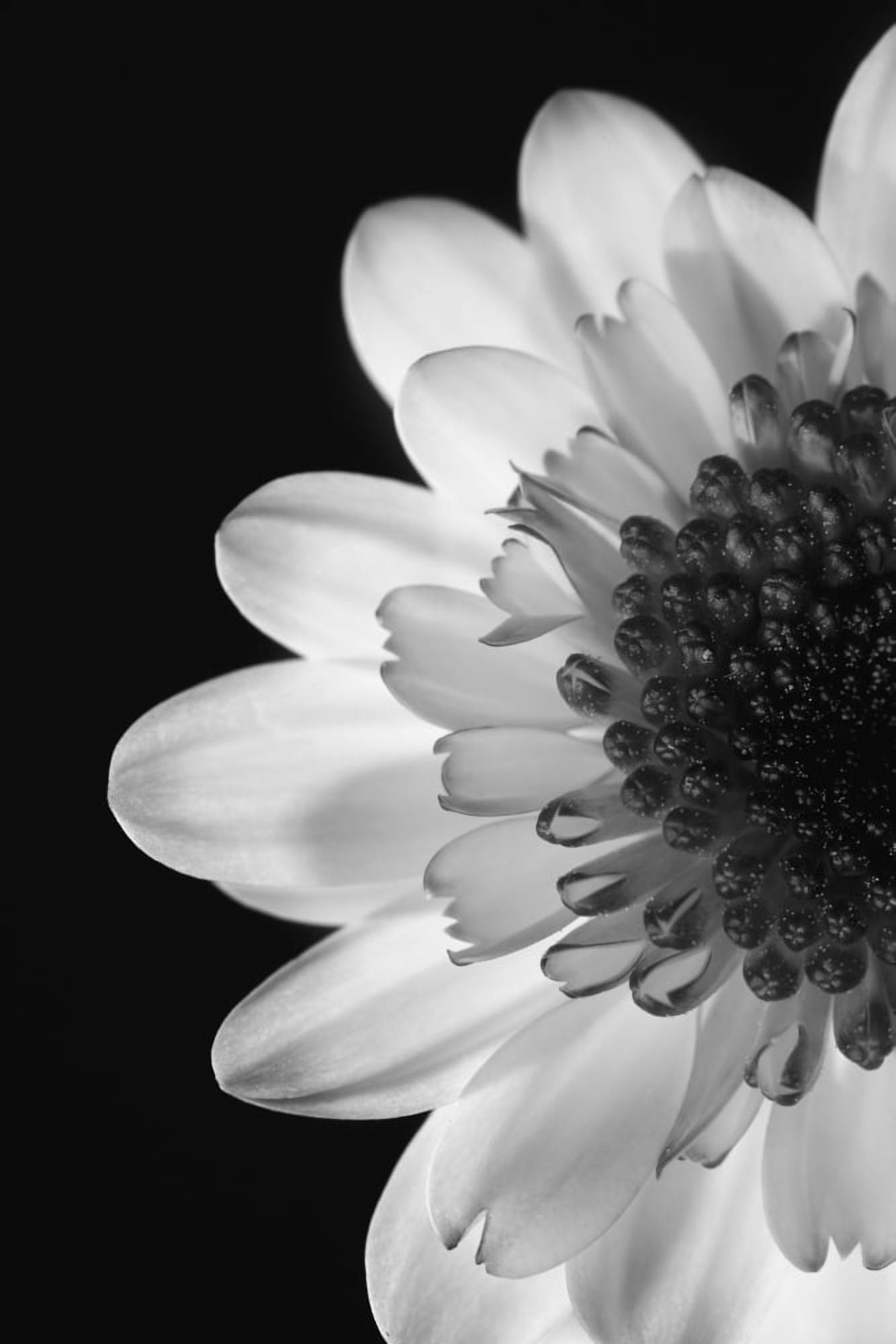 Posterazzi Black And White Flower Canvas Art - Darren Greenwood Design Pics (22 x 34)