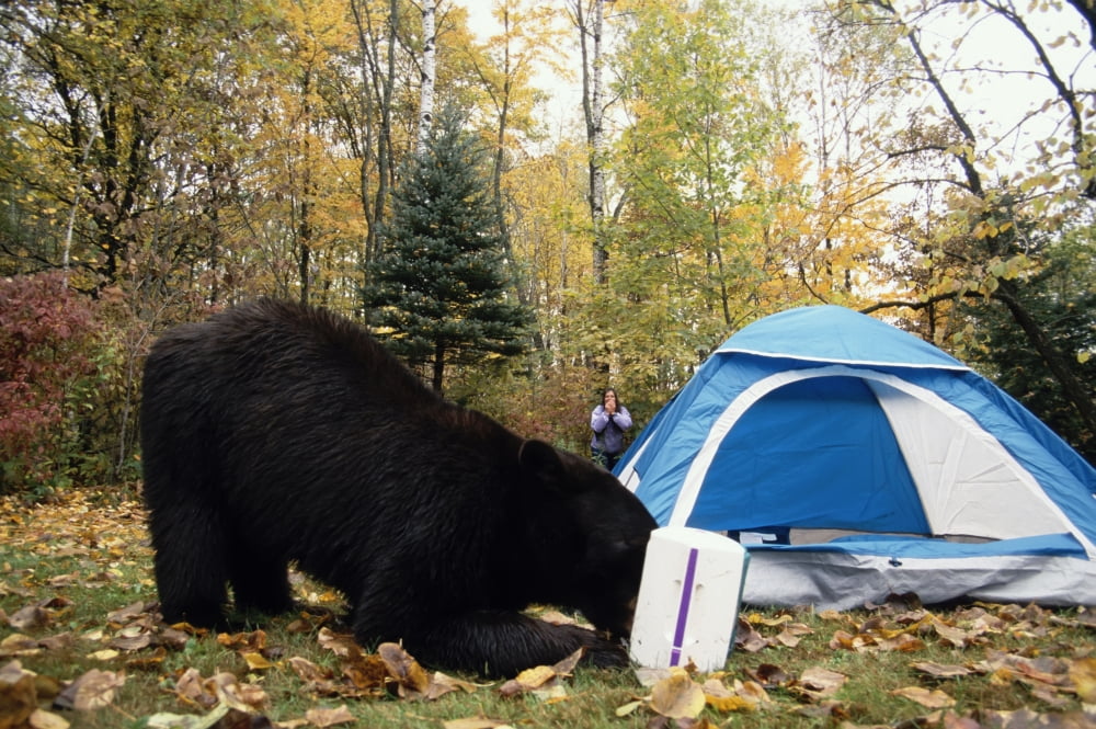 Posterazzi Black Bear Raiding Campsite Minnesota Captive FallNursus Americanas Canvas Art - Michael DeYoung Design Pics (34 x 22)