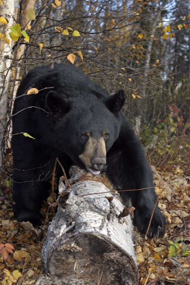 Posterazzi Black Bear Stepping Over Log In Forest Southcentral Alaska Autumn Canvas Art - Charles Vandergaw  Design Pics (22 x 34)