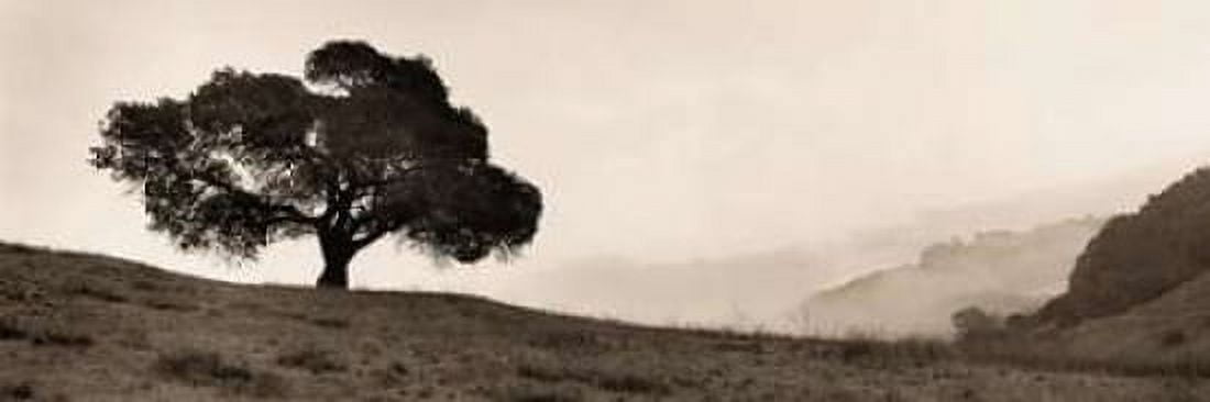 Posterazzi Black Oak Tree Canvas Art - Alan Blaustein (12 x 36)