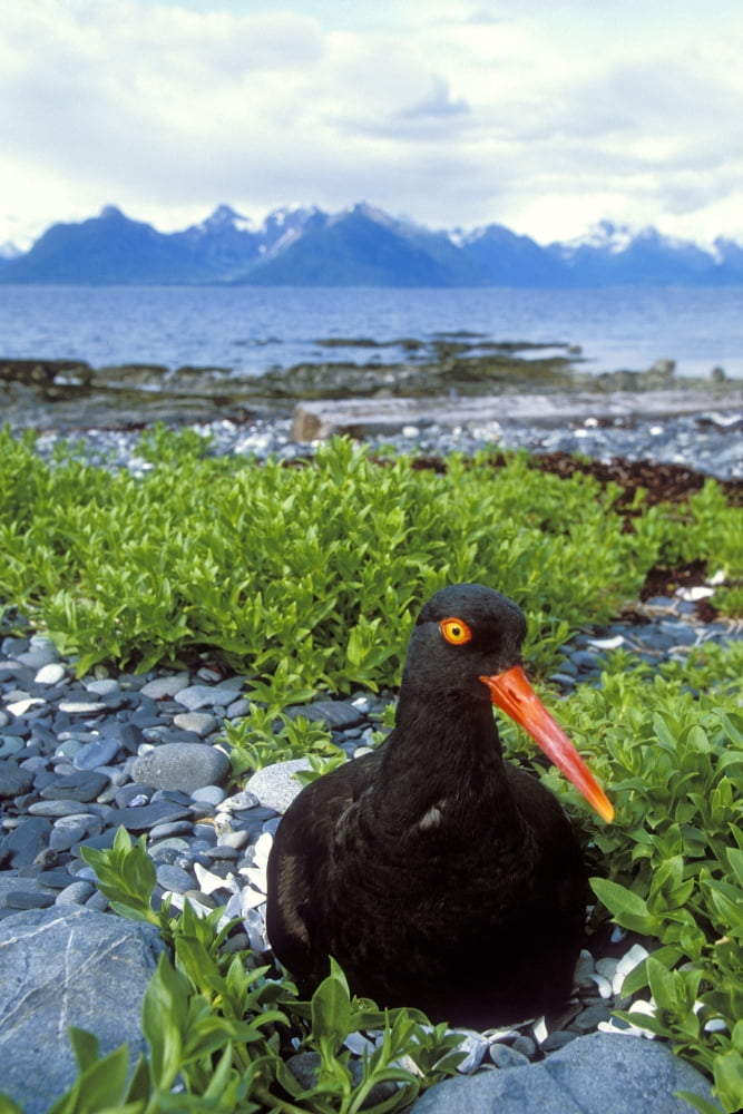 Posterazzi Black Oystercatcher On Nest Showing With Port Gravina And Chugach Mountains In Background Prince William Sound Southcentral Alaska Summer Canvas Art - Milo Burcham Design Pics (22 x 34)