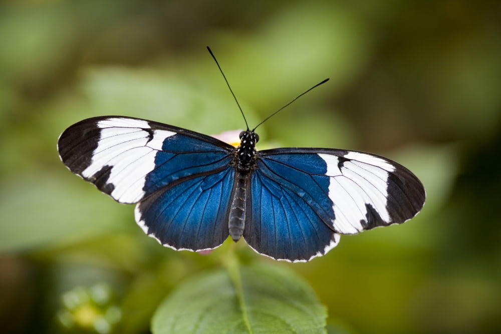 Posterazzi Black White Helicon (Heliconius Cydno) Central And South America Canvas Art - Ron Watts Design Pics (34 x 22)