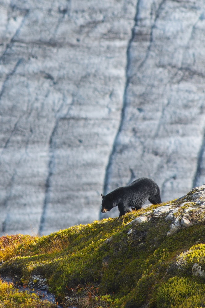 Posterazzi A Black bear with Exit Glacier in the background on a sunny summer day in Kenai Fjords National Park Kenai Peninsula Southcentral Alaska Canvas Art - Michael Jones Design Pics (24 x 38)