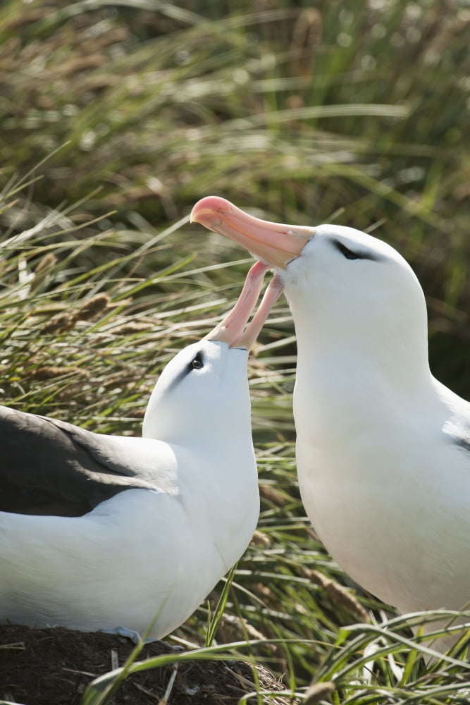 Posterazzi Black-browed Albatrosses (Thalassarche melanophrys) courting West Point Island Falkland Islands Canvas Art - Daisy Gilardini Design Pics (24 x 38)