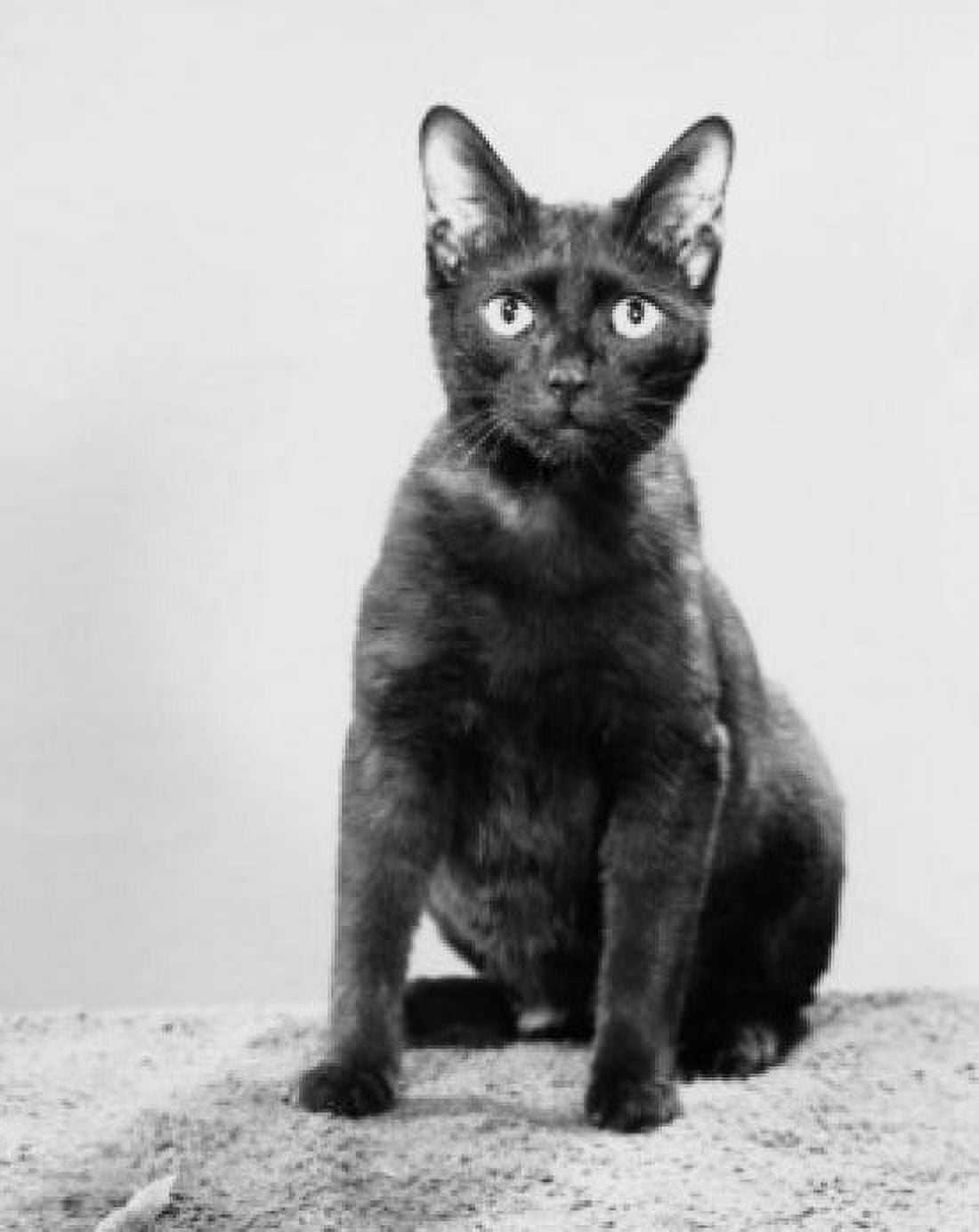Posterazzi Black cat sitting Canvas Art -  (24 x 36)