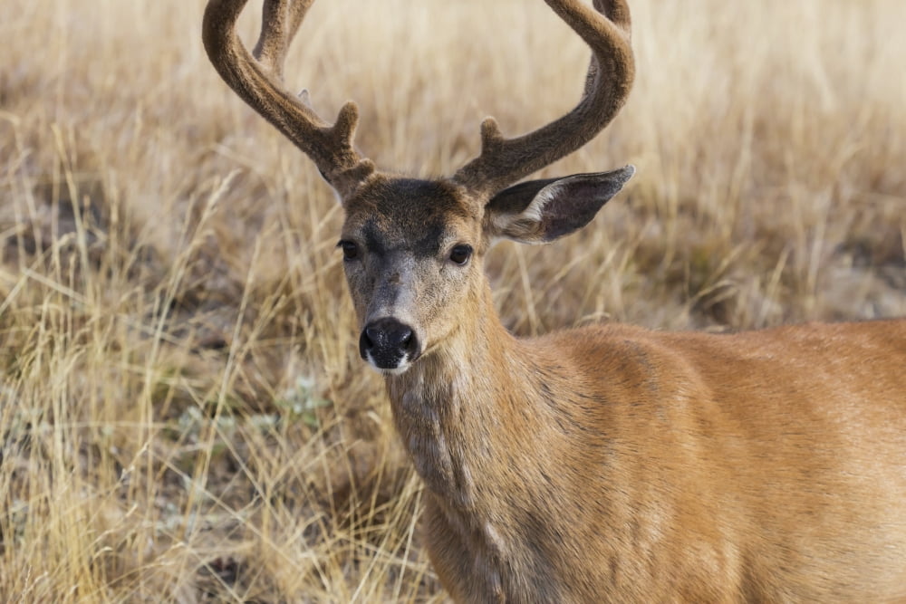 Posterazzi Black-tailed Deer (Odocoileus hemionus) Olympic National Park Washington United States of America Canvas Art - Ronald Phillips Design Pics (38 x 24)