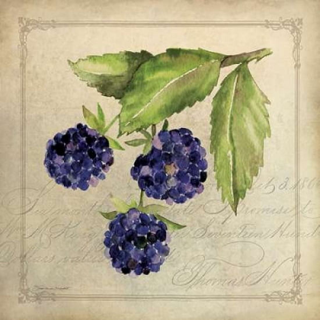Posterazzi Blackberry Collage Canvas Art - Stephanie Marrott (24 x 24)