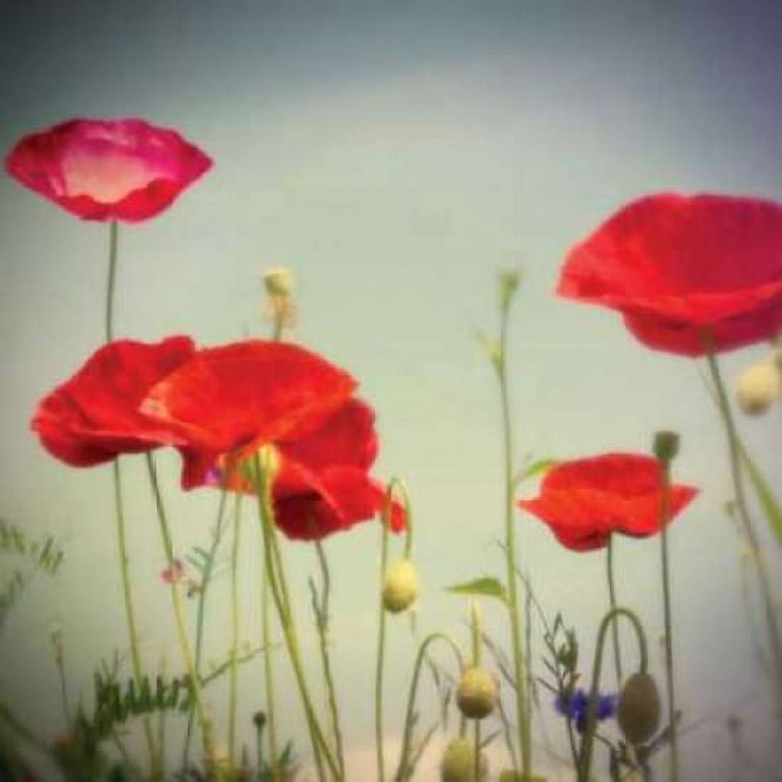 Posterazzi Bloom I Canvas Art - Amy Melious (24 x 24)