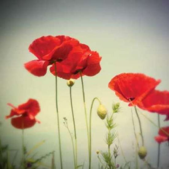 Posterazzi Bloom II Canvas Art - Amy Melious (24 x 24)