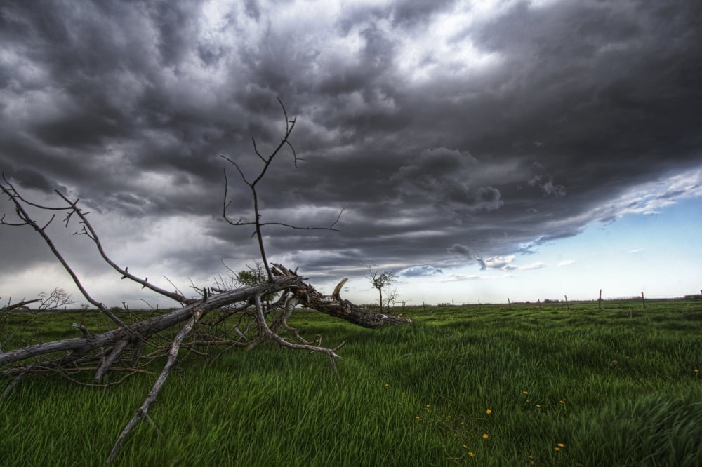 Posterazzi Blowing Grass And Deadwood During A Summer Storm Prairies Near Fort Saskatchewan Alberta Canvas Art - Dan Jurak Design Pics (34 x 22)
