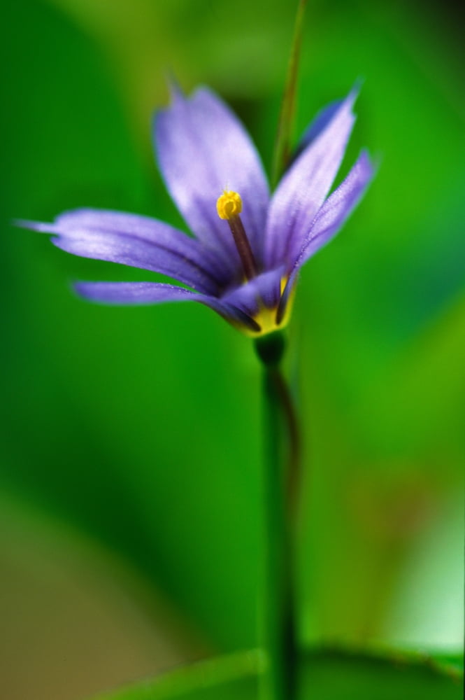 Posterazzi Blue Flower Canvas Art - Robert Postma Design Pics (24 x 36)