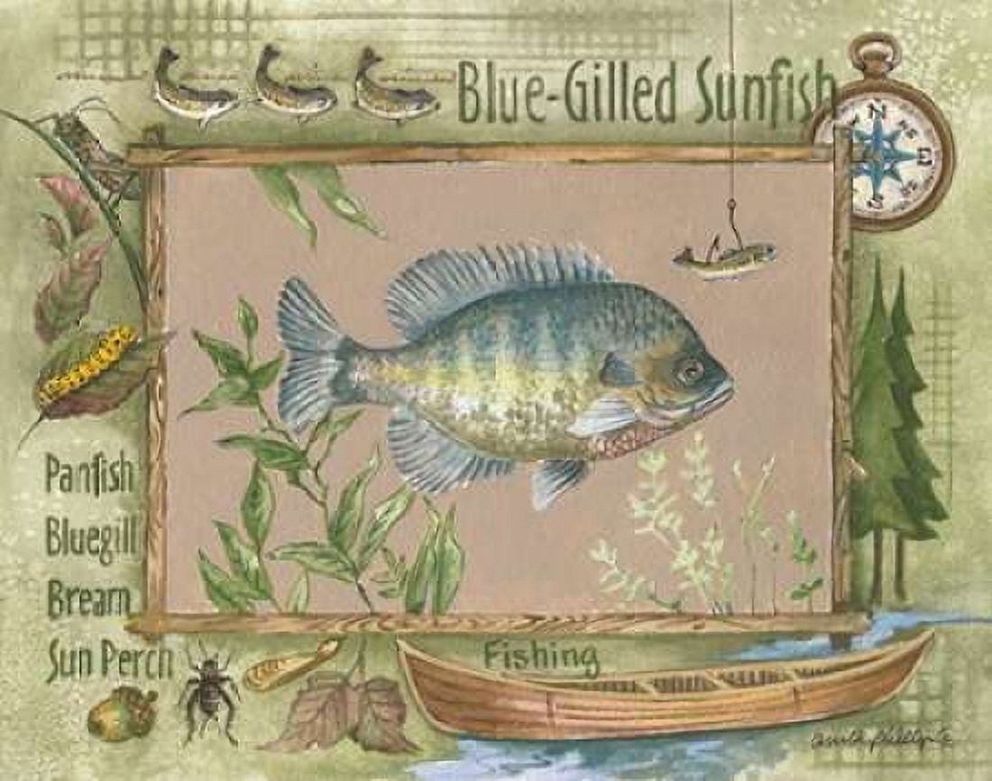 Posterazzi Blue-Gilled Sunfish Canvas Art - Anita Phillips (22 x 28)