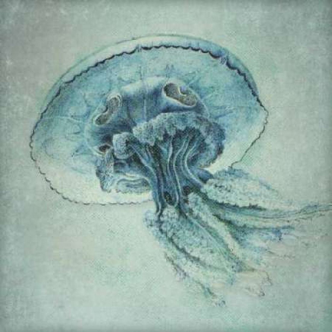 Posterazzi Blue Jelly Canvas Art - Stephanie Marrott (24 x 24)