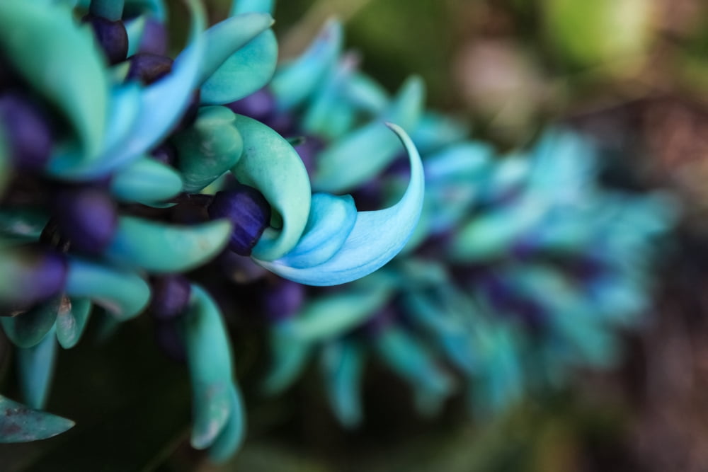 Posterazzi Blue jade plant with purple flowers Hawaii United States of America Canvas Art - Scott Mead Design Pics (38 x 24)
