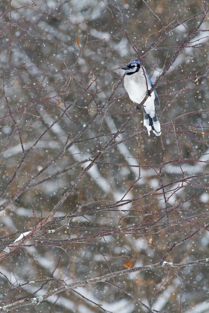 Posterazzi Blue jay (Cyanocitta cristata) perched on a branch under snowfall Quebec Canada Canvas Art - Philippe Henry Design Pics (22 x 34)
