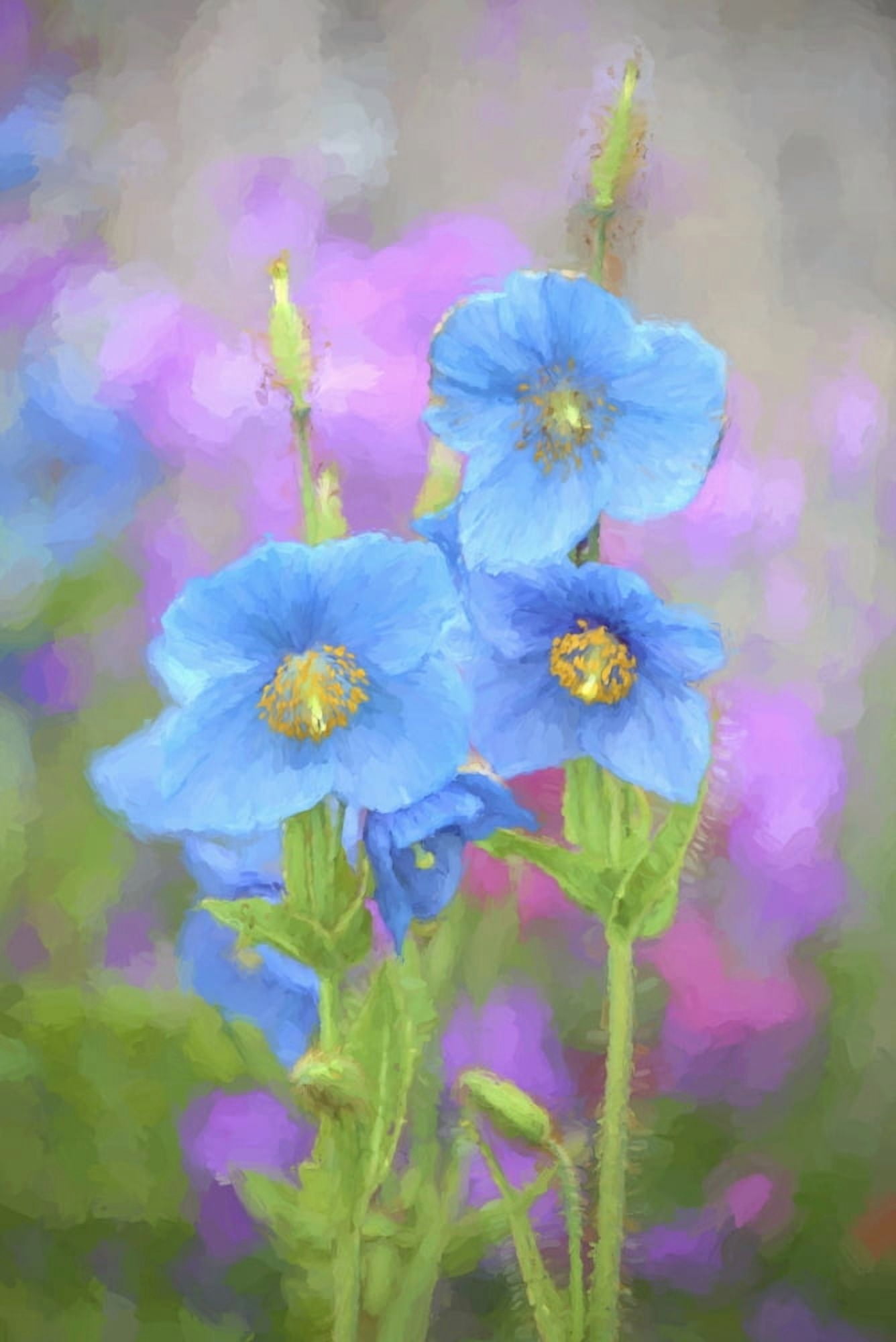 Posterazzi Blue poppy (Meconopsis grandis) growing in an Alaska garden Kodiak Alaska United States of America Canvas Art - Marion Owen Design Pics (24 x 38)