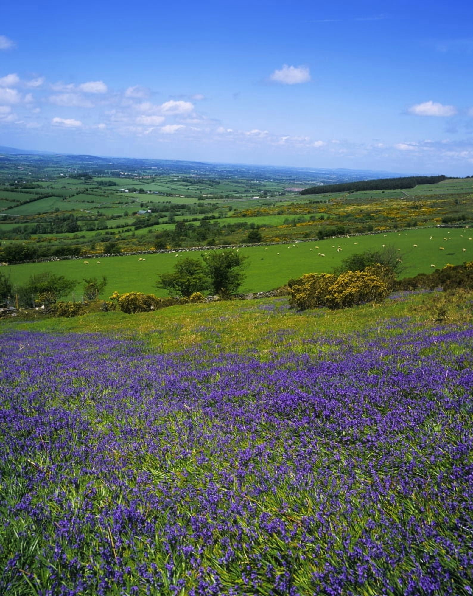Posterazzi Bluebell Flowers On A Landscape County Carlow Republic Of Ireland Canvas Art - The Irish Image Collection Design Pics (26 x 34)