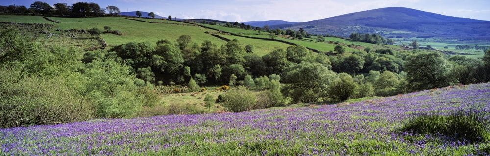 Posterazzi Bluebells In A Field Sally Gap County Wicklow Republic Of Ireland Canvas Art - The Irish Image Collection Design Pics (44 x 14)