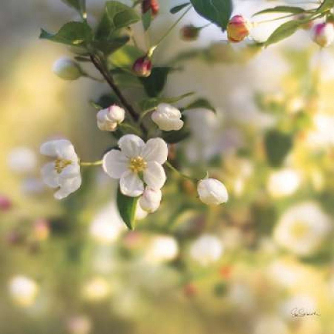 Posterazzi Blush Blossoms I Canvas Art - Sue Schlabach (24 x 24)