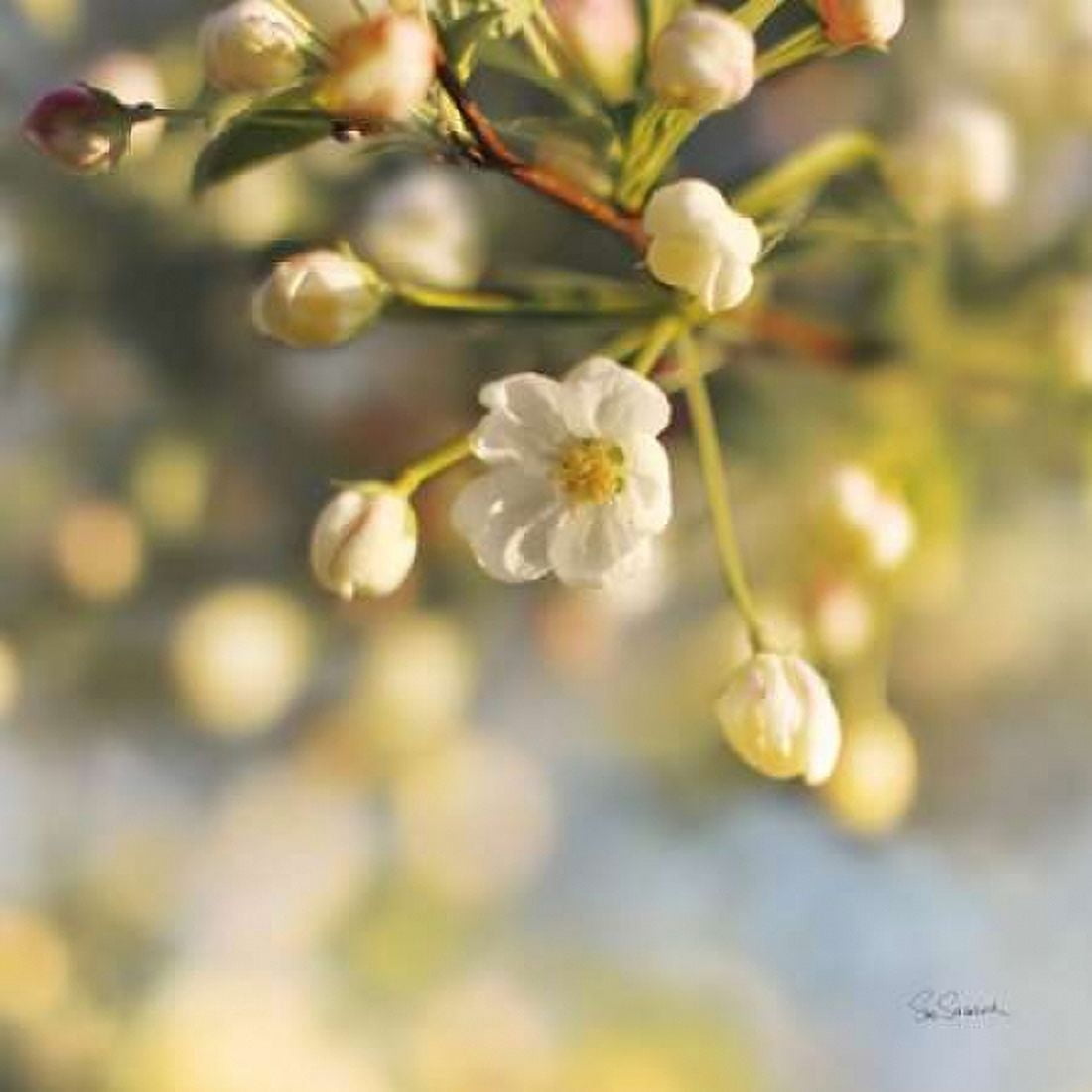 Posterazzi Blush Blossoms II Canvas Art - Sue Schlabach (24 x 24)