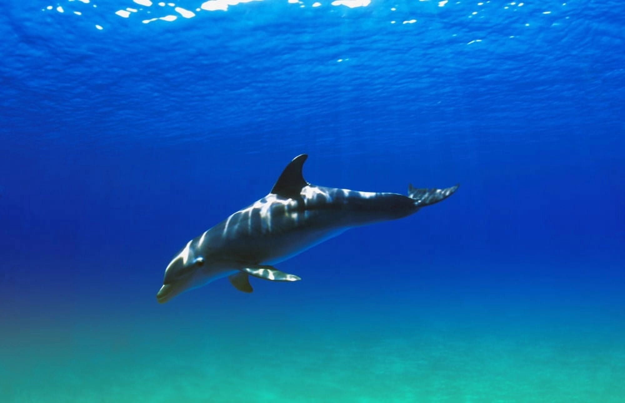 Posterazzi Bottlenose Dolphin Canvas Art - Carson Ganci Design Pics (34 x 22)