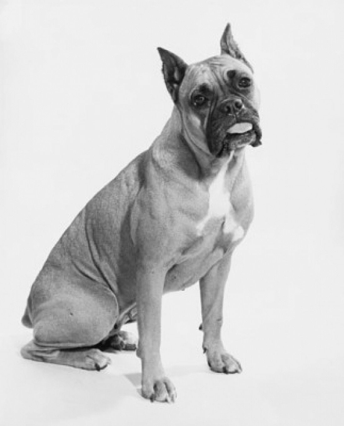 Posterazzi Boxer sticking its tongue out Canvas Art - (24 x 36)