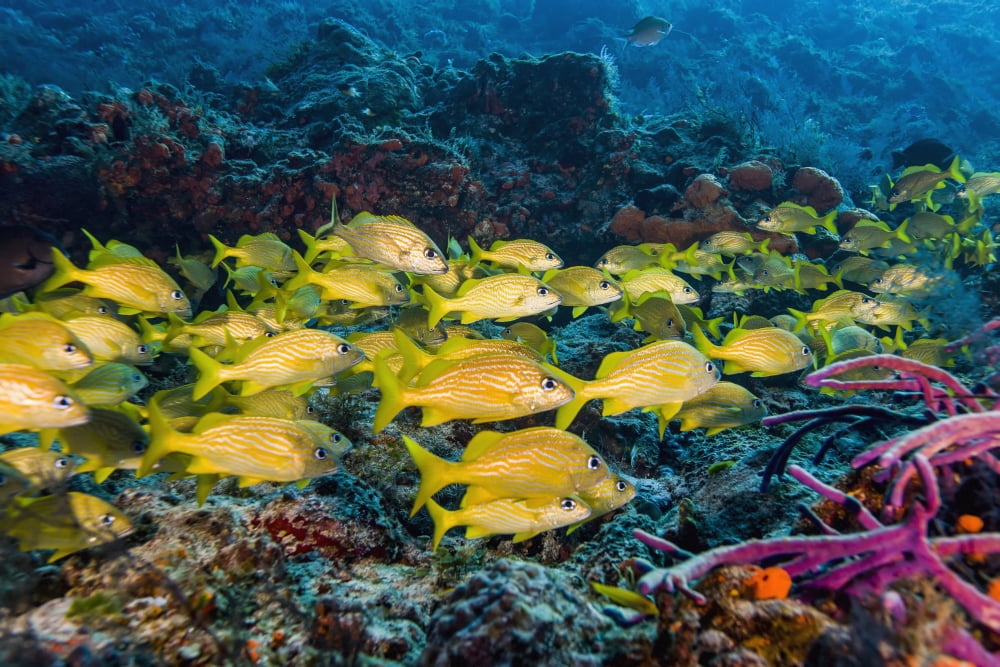 Posterazzi Bright yellow fish swimming along the colourful ocean floor Canvas Art - Mike Raabe Design Pics (38 x 24)