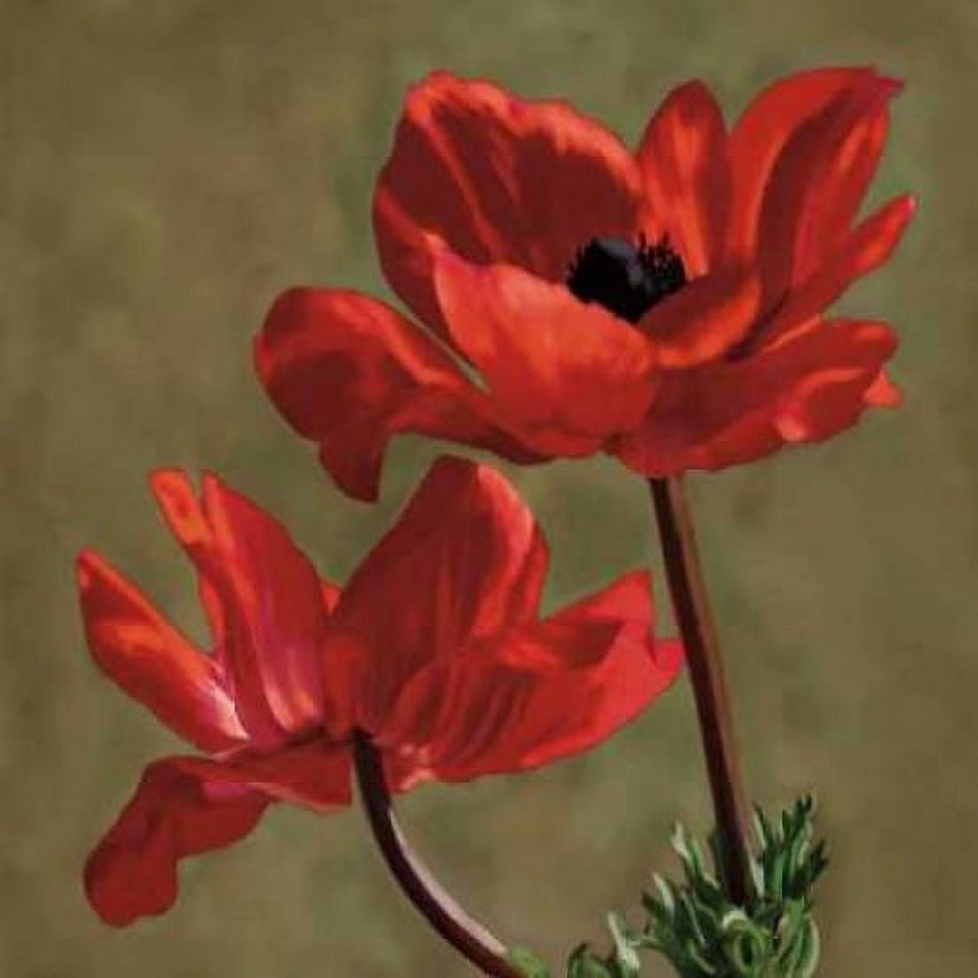 Posterazzi Brilliance I Canvas Art - Janel Pahl (24 x 24)