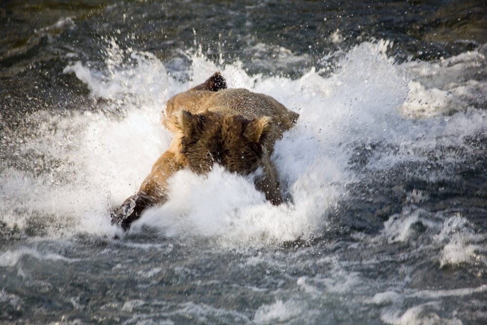Posterazzi Brown Bear Dives Into Brooks River For Salmon Katmai National Park Southwest Alaska Summer Canvas Art - Carl R Battreall Design Pics (34 x 22)