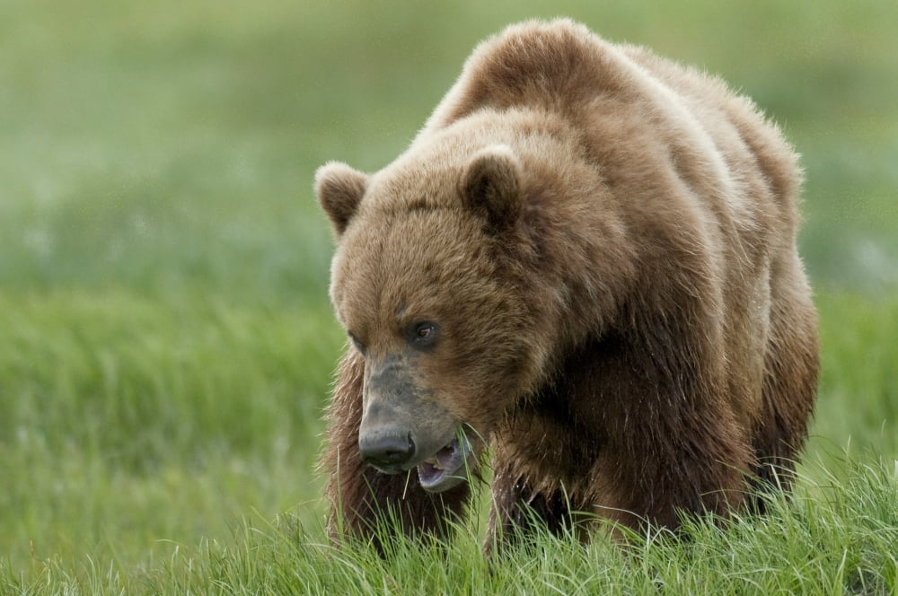 Posterazzi Brown Bear Eating Sedge Grasses In Hallo Bay Katmai National Park Southwest Alaska Summer Canvas Art - Cathy Hart Design Pics (34 x 22)