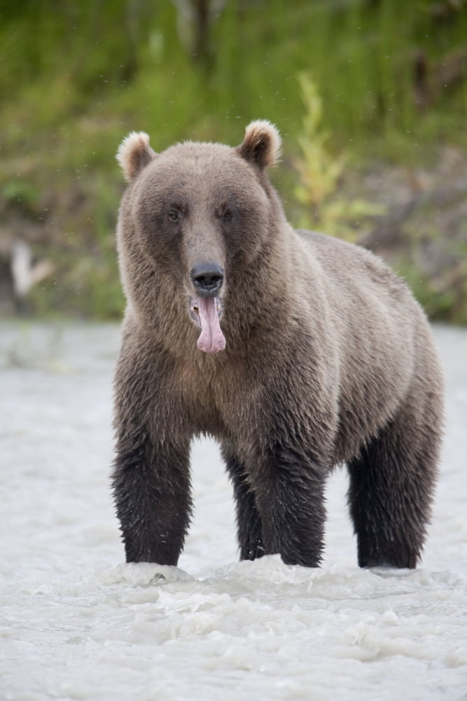 Posterazzi Brown Bear Sticking Out Its Tongue While Standing In The Copper River Chugach Mountains Chugach National Forest Alaska Southcentral Summer Canvas Art - Milo Burcham Design Pics (22 x 34)
