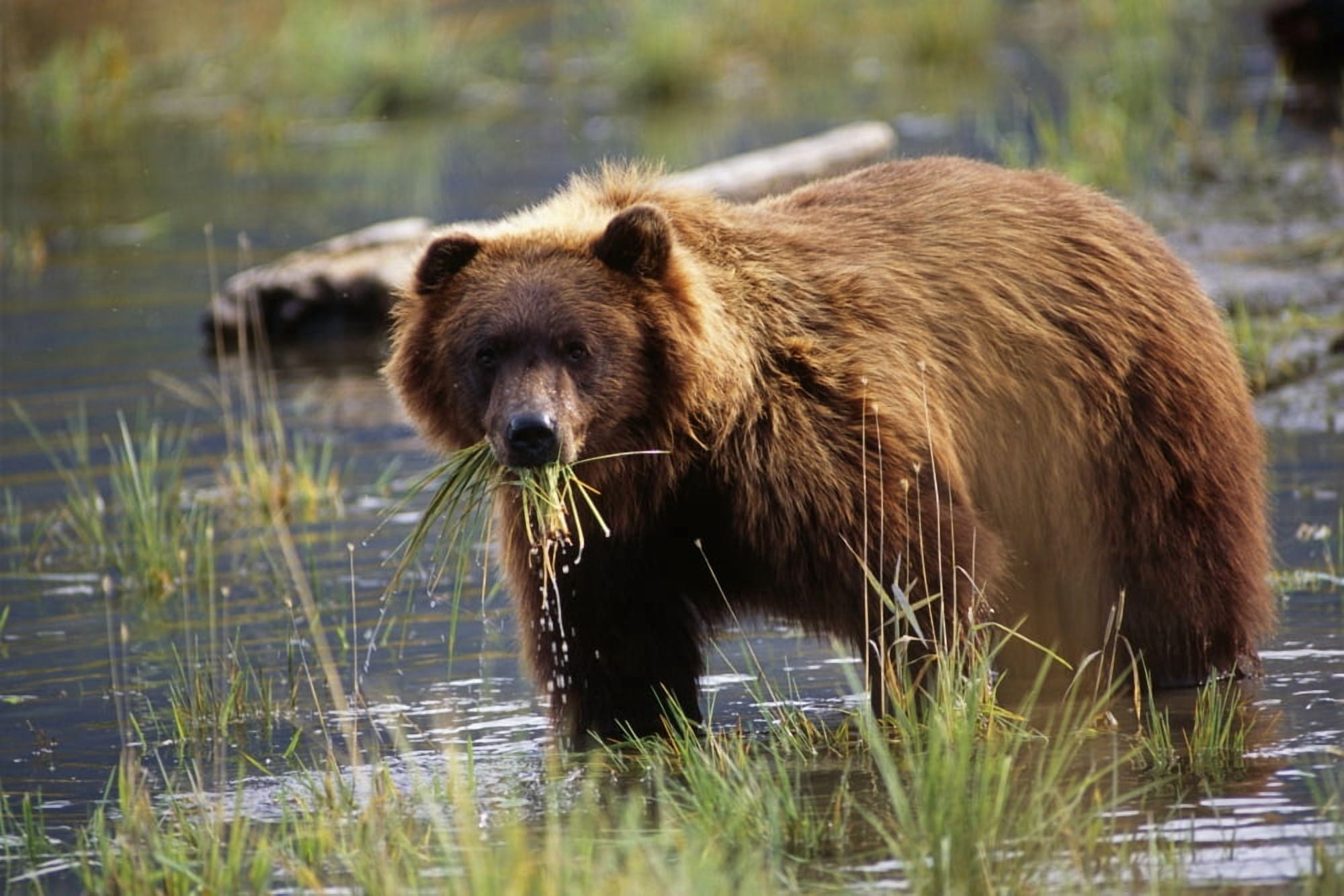 Posterazzi Brown Bear WMouth Full Of Grass In Marsh Captive Alaska Wildlife Conservation Center Autumn Canvas Art - Doug Lindstrand Design Pics (34 x 22)