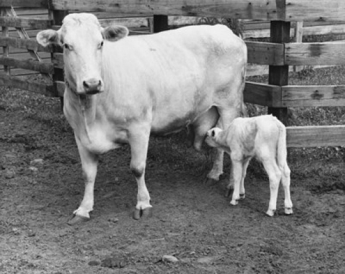 Posterazzi Brown Swiss calf feeding from its mother Canvas Art - (24 x 36)