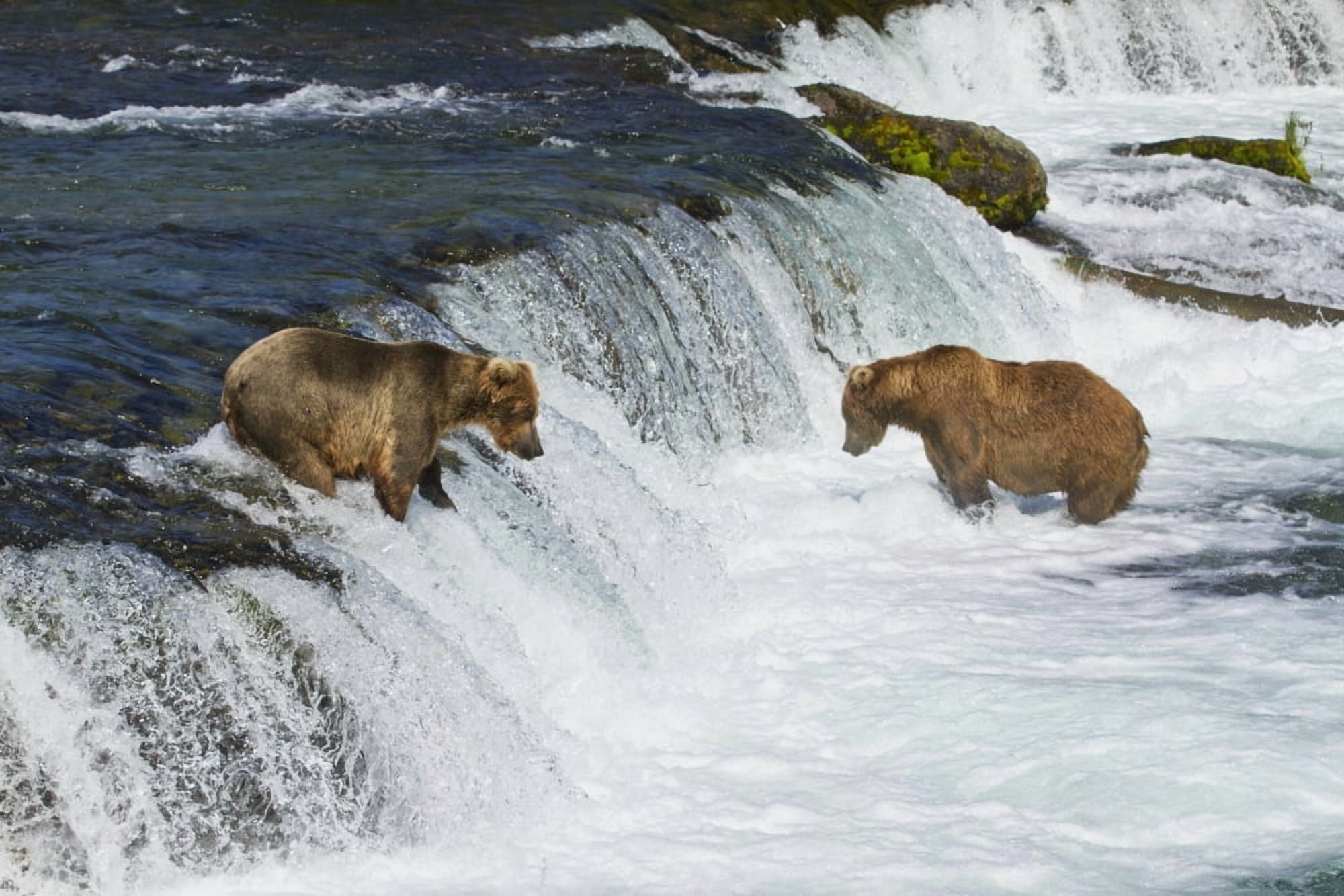 Posterazzi Brown bears (Ursus arctos) fishing for sockeye salmon at Brooks Falls Brooks River Katmai National Park and Preserve Southwest Alaska Canvas Art - Gary Schultz Design Pics (34 x 22)