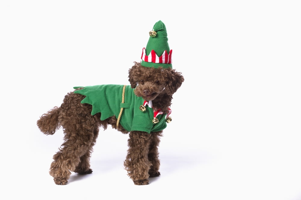 Posterazzi Brown poodle with christmas jester costumeSt albert alberta canada Canvas Art - Corey Hochachka Design Pics (38 x 24)