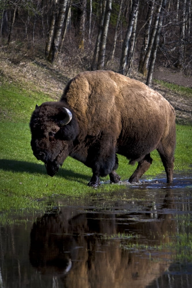 Posterazzi Buffalo By River Bank Canvas Art - Richard Wear Design Pics (22 x 34)