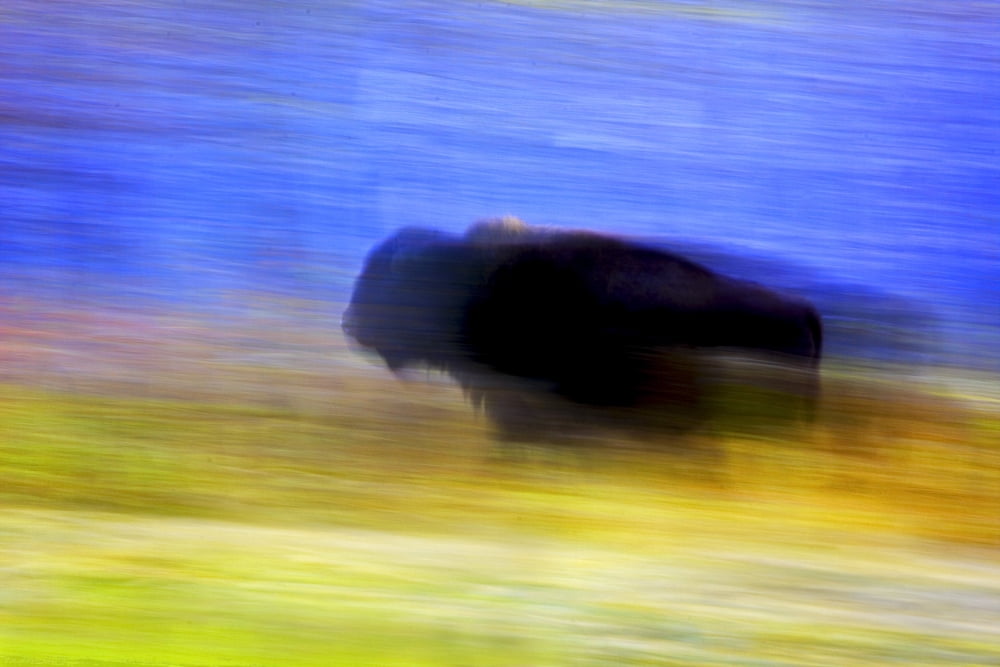 Posterazzi Buffalo In Motion Canvas Art - Richard Wear Design Pics (34 x 22)