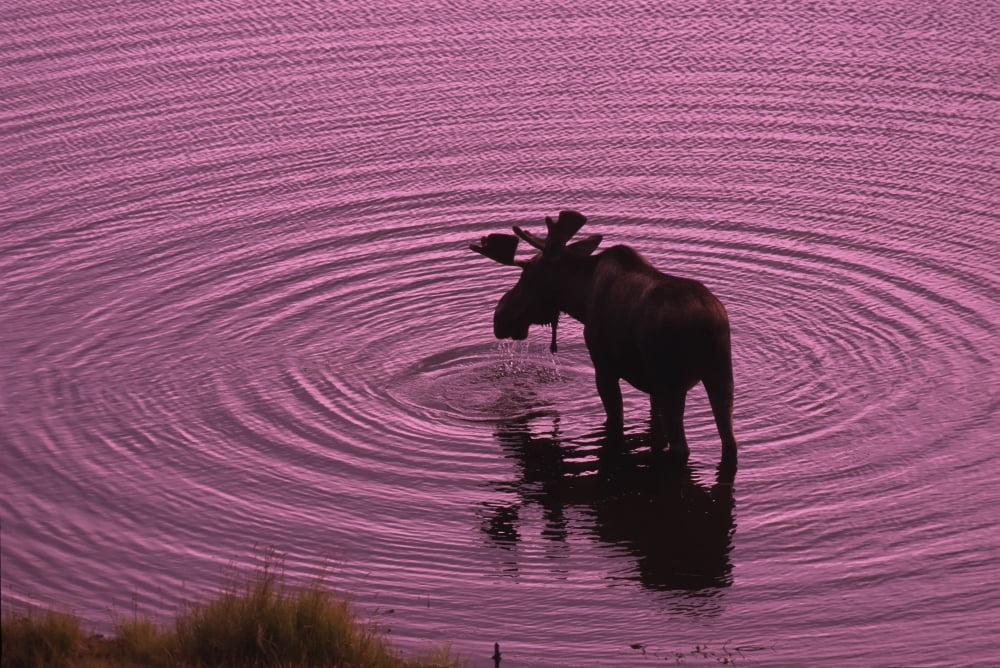 Posterazzi Bull Moose Feeding In Tundra Pond Denali Np Int Alaska Summer Scenic Canvas Art - Michael DeYoung Design Pics (34 x 22)
