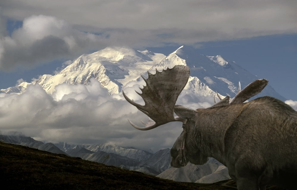 Posterazzi Bull Moose Walking Toward MtMckinley Denali National Park Interior Alaska Autumn Composite Canvas Art - Ron Sanford Design Pics (34 x 22)