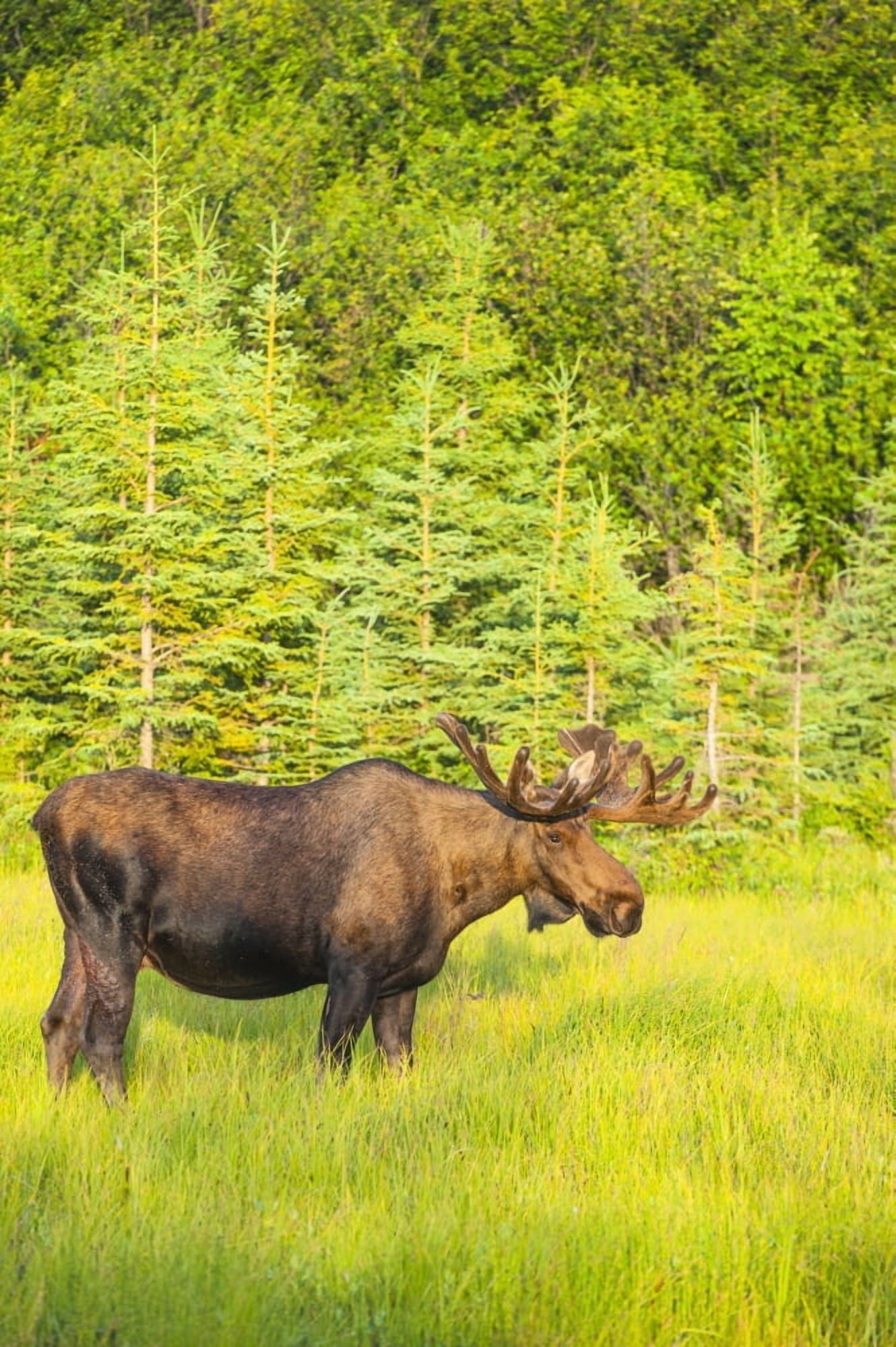 Posterazzi Bull moose in velvet Kincaid Park Anchorage Southcentra Alaska summer Canvas Art - Michael Jones Design Pics (24 x 38)