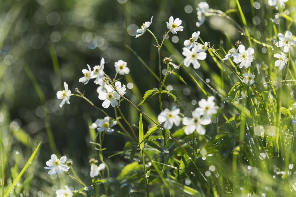 Posterazzi Buttercup (Ranunculus platanifolius) Black Forest Germany Canvas Art - Carl Bruemmer Design Pics (38 x 24)