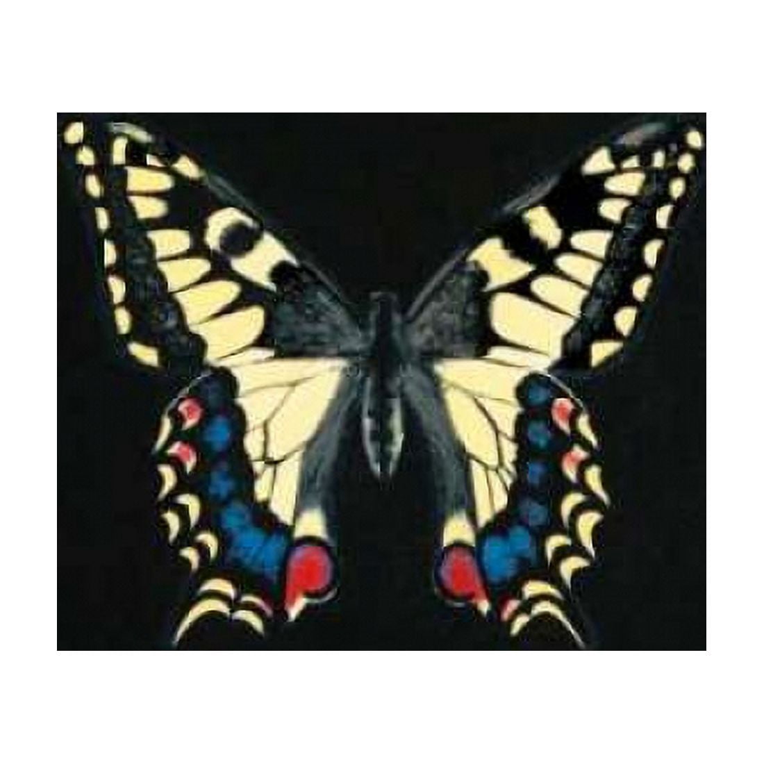 Posterazzi Butterfly on Black Canvas Art - Joanna Charlotte (24 x 24)