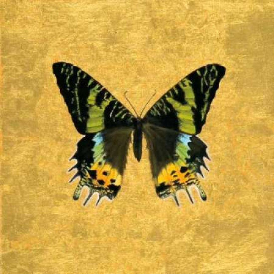 Posterazzi Butterfly on Gold Canvas Art - Joanna Charlotte (24 x 24)